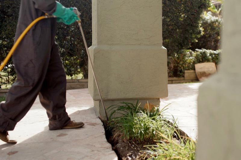 Drywood Termite Treatment